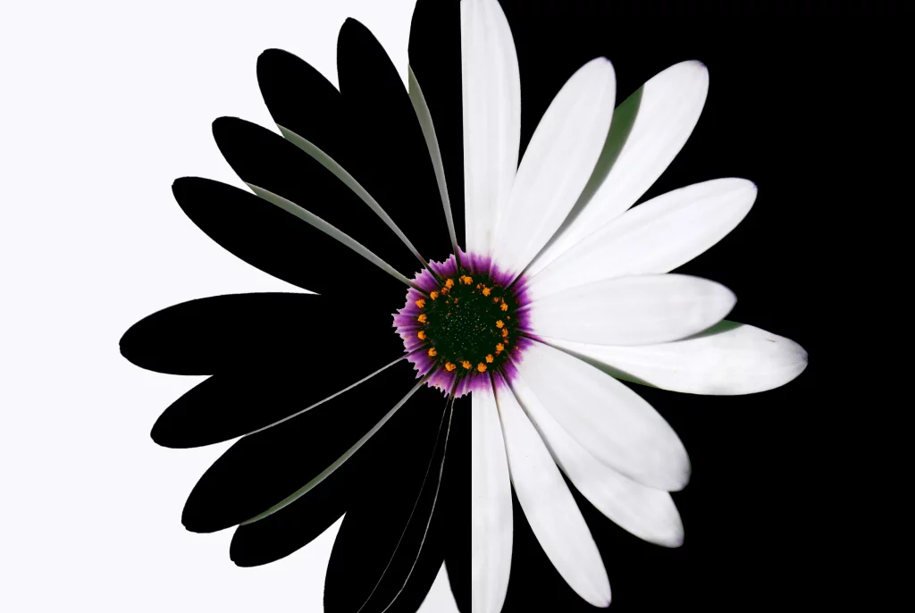 zwart wit kunst bloem