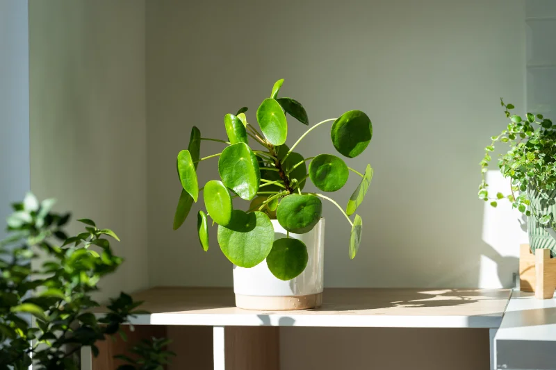 pilea kamerplanten gezonde lucht in huis met planten