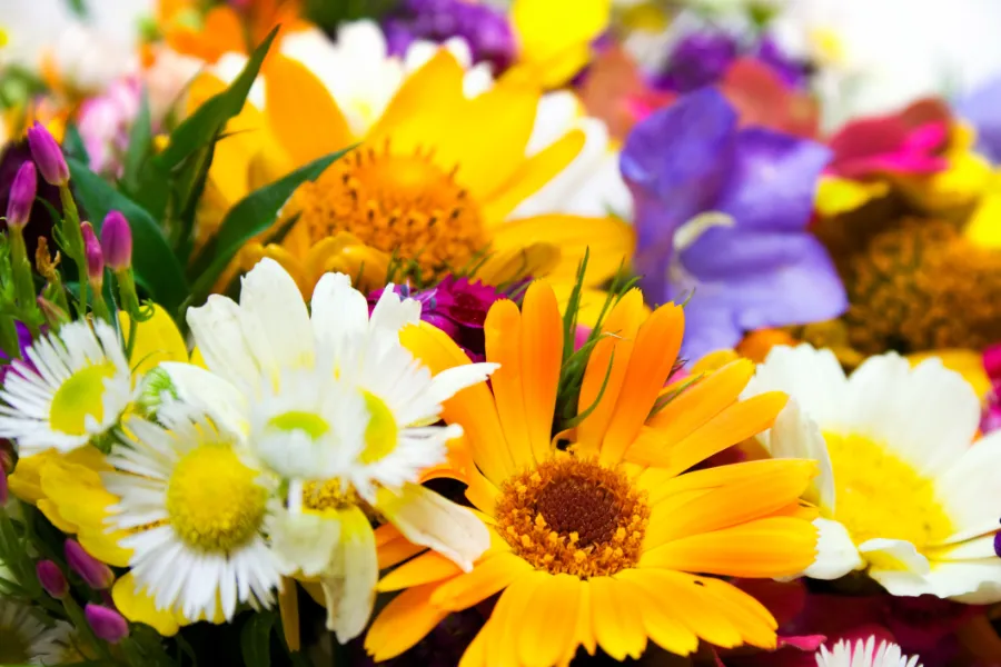 Schoonheid en symboliek van bloemen