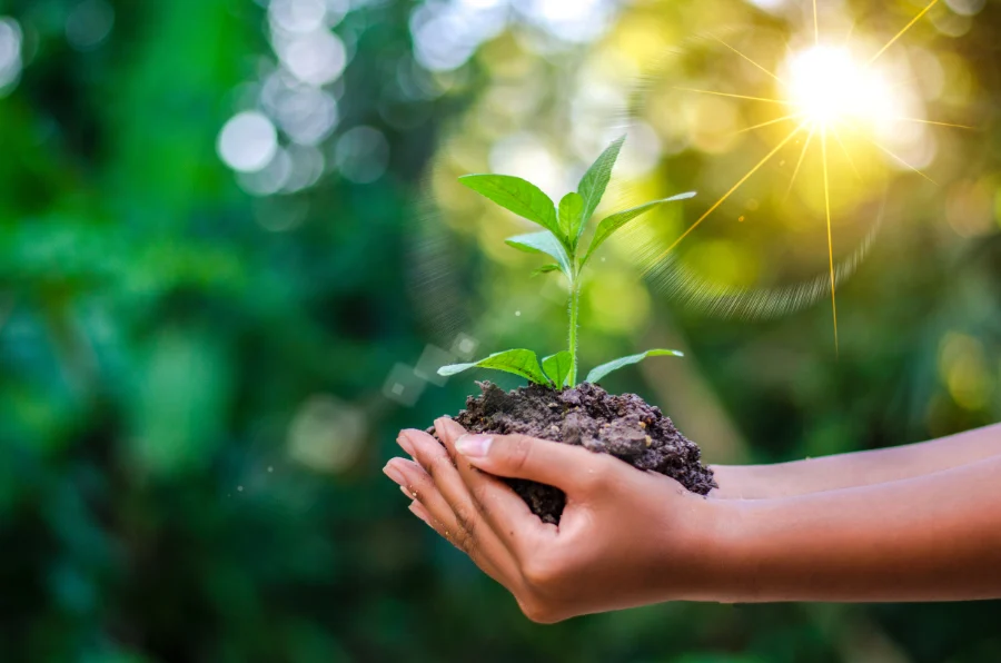 Duurzaam tuinieren: ecologische tips voor je buitenruimte