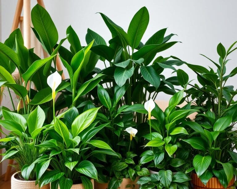 Welke planten zorgen voor een fris binnenklimaat?